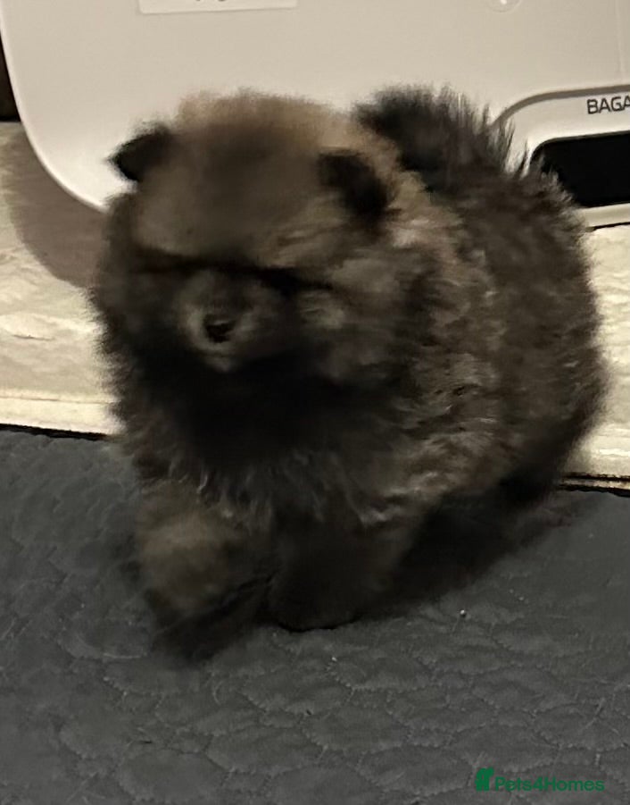 Pomeranian dogs Stunning 😍 Pomeranian puppies  - Advert 11