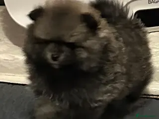 Pomeranian dogs Stunning 😍 Pomeranian puppies - Advert 11