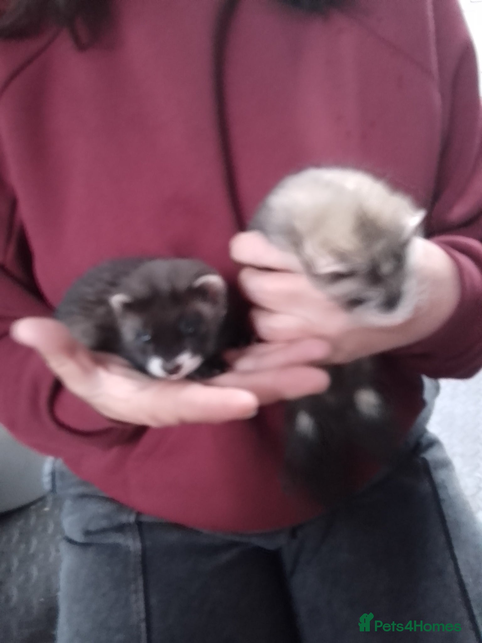 Mixed Breed rodents Polecat Ferret Cross Kits - Advert 14
