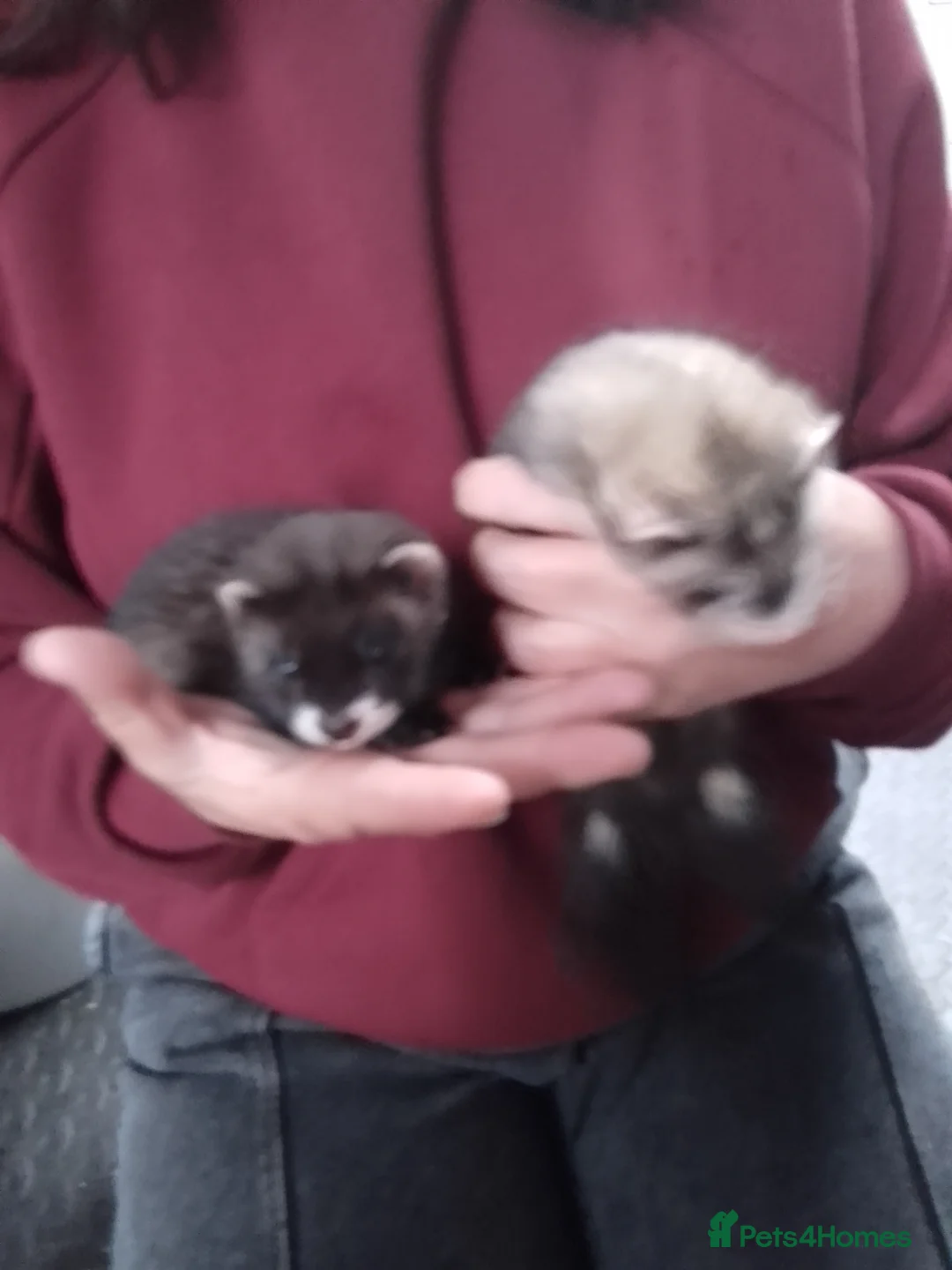 Mixed Breed rodents for sale: Polecat Ferret Cross Kits in Cambridge - Advert 1