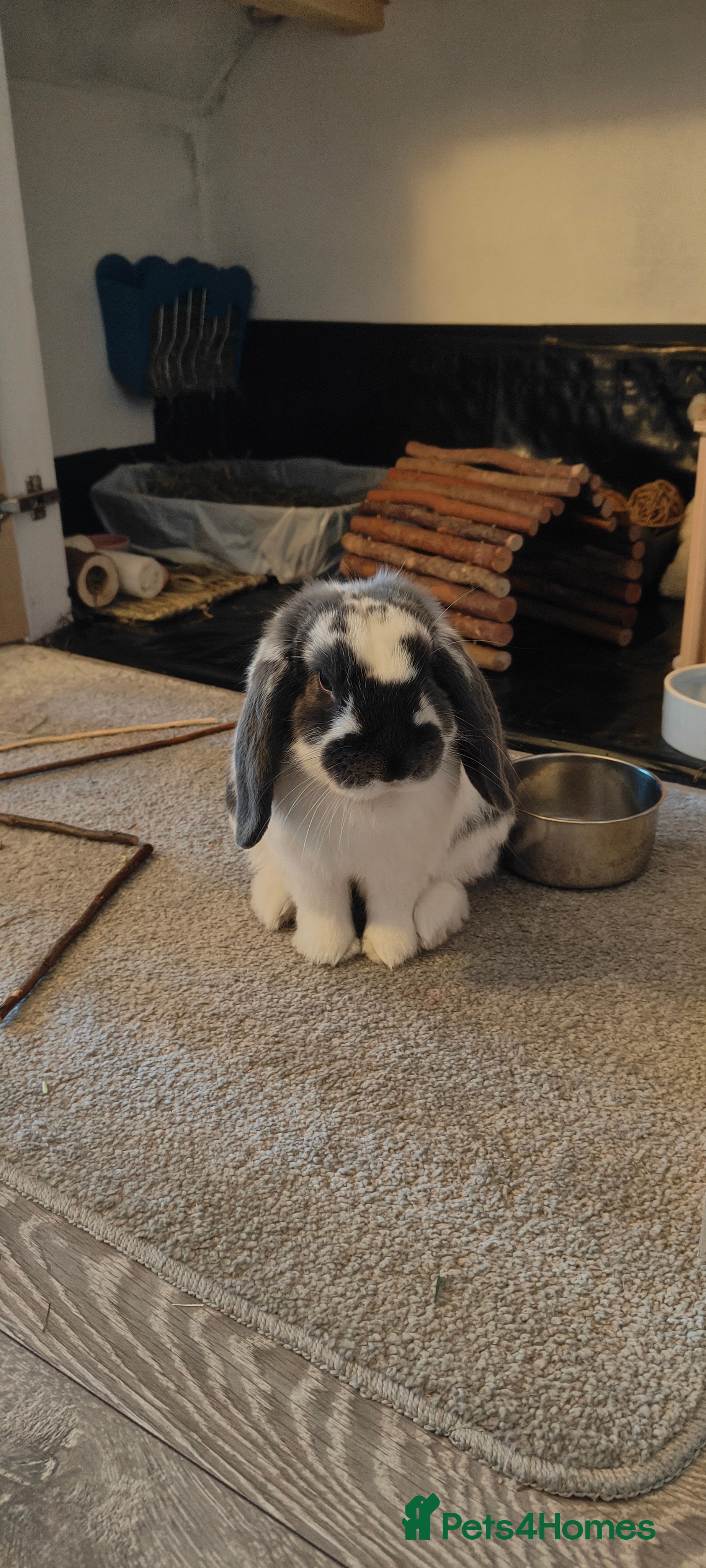 Dwarf Lop rabbits Male Dwarf lop 10 months old - Advert 1