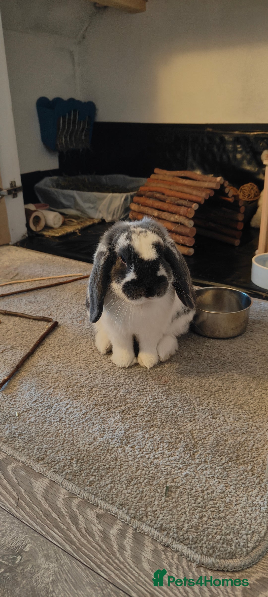 Dwarf Lop rabbits for sale: Male Dwarf lop 10 months old - Advert 1