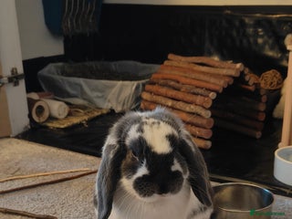 Dwarf Lop rabbits Male Dwarf lop 10 months old - Advert 3