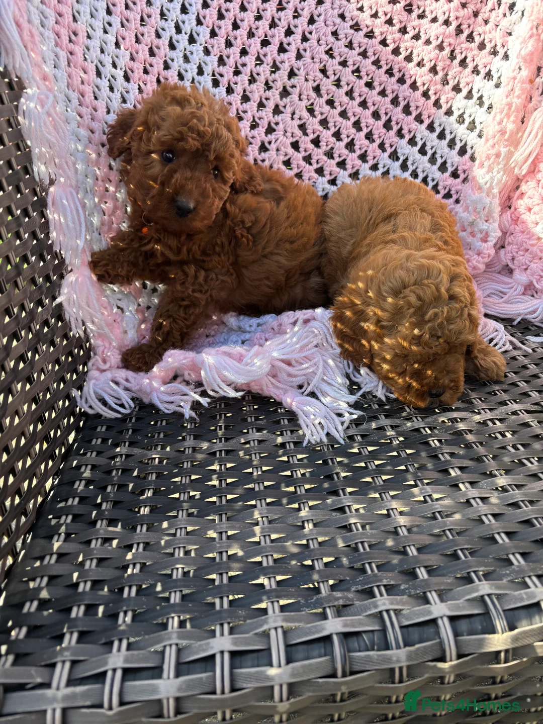 Mixed Breed dogs for sale: cockapoo  - Advert 5