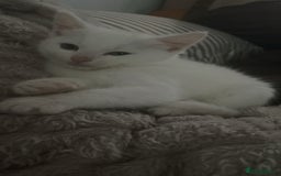 British Shorthair cats for sale: Beautiful white cat - Image 3