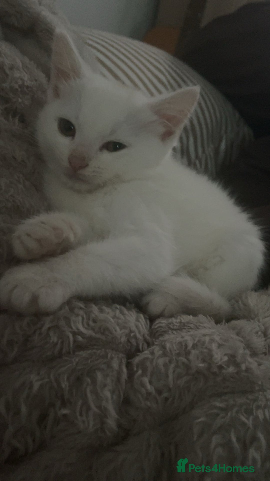 British Shorthair cats for sale: Beautiful white cat - Image 3