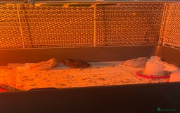 Quail poultry for sale: 3 button quail  - Image 7