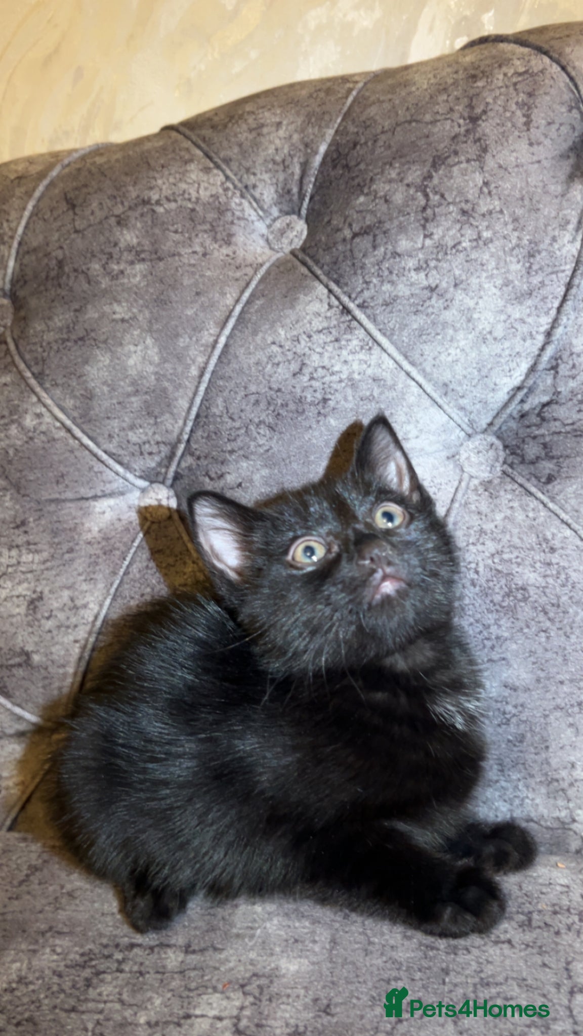 British Shorthair cats Gorgeous black kitten - Advert 1