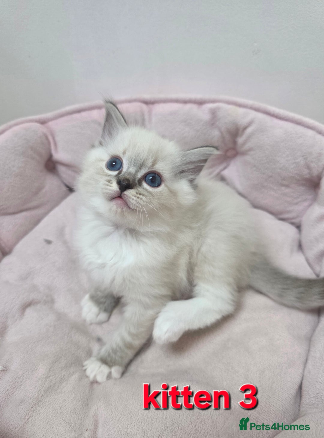 Ragdoll cats for sale: Stunning Ragdoll kitten - Advert 12