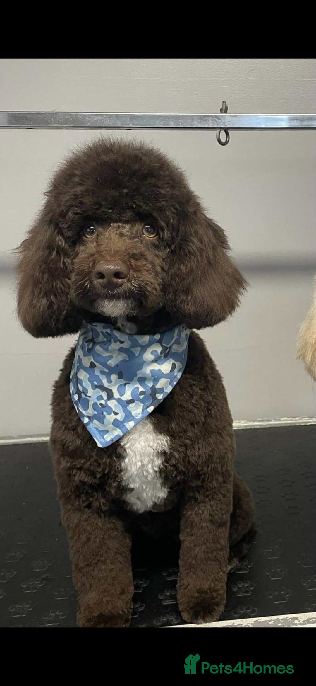 Labradoodle dogs for sale: Stunning F3 miniature labradoodles!  - Advert 32