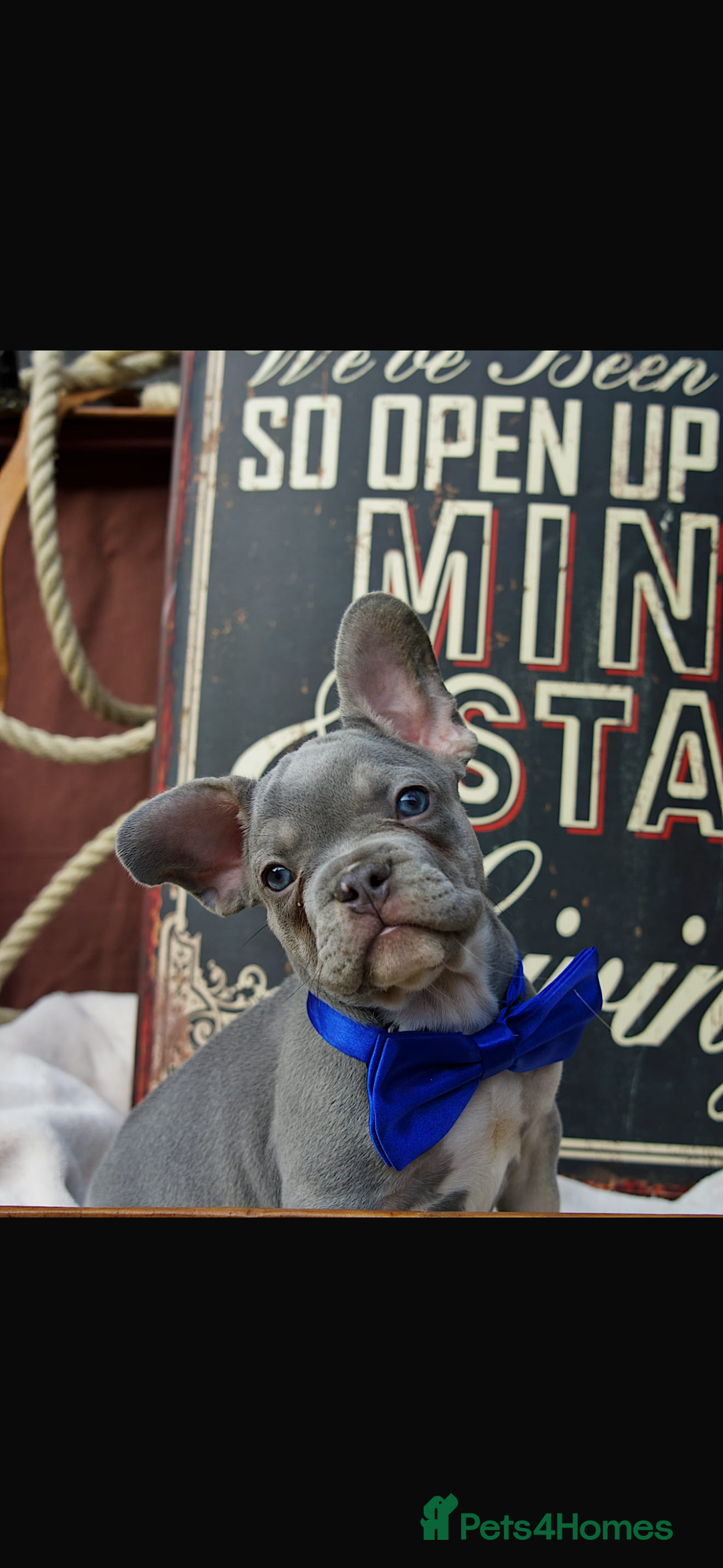 French Bulldog dogs for sale: 2 gorgeous French bulldogs ready to leave!  - Image 3