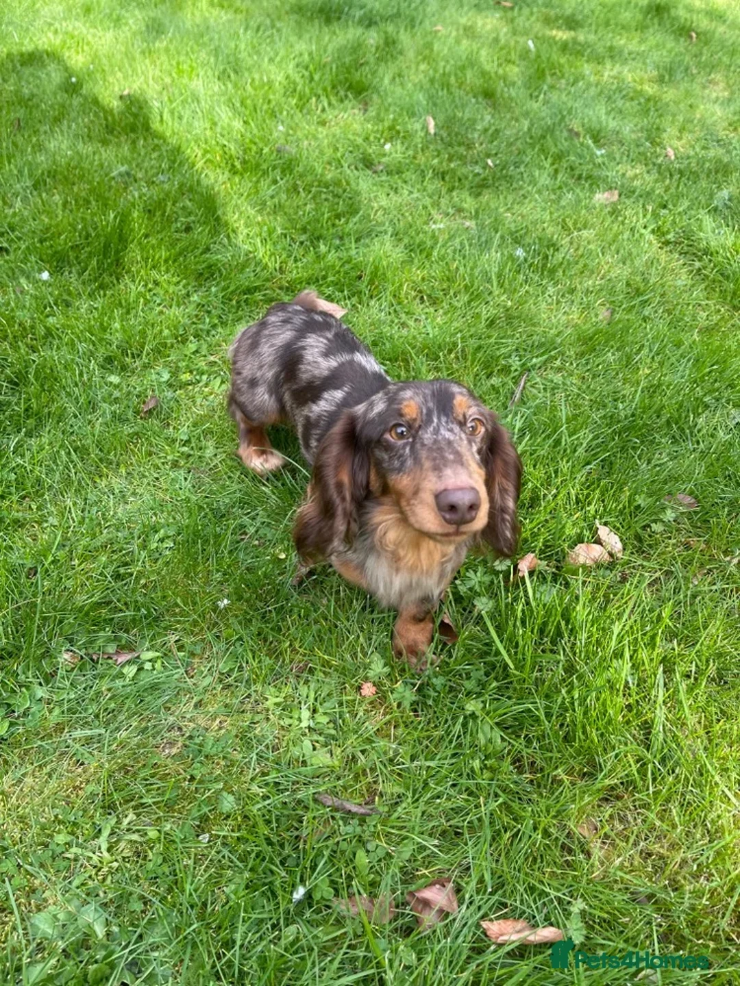 Miniature Dachshund dogs for sale: Beautiful dachshund looking for new home  - Advert 1