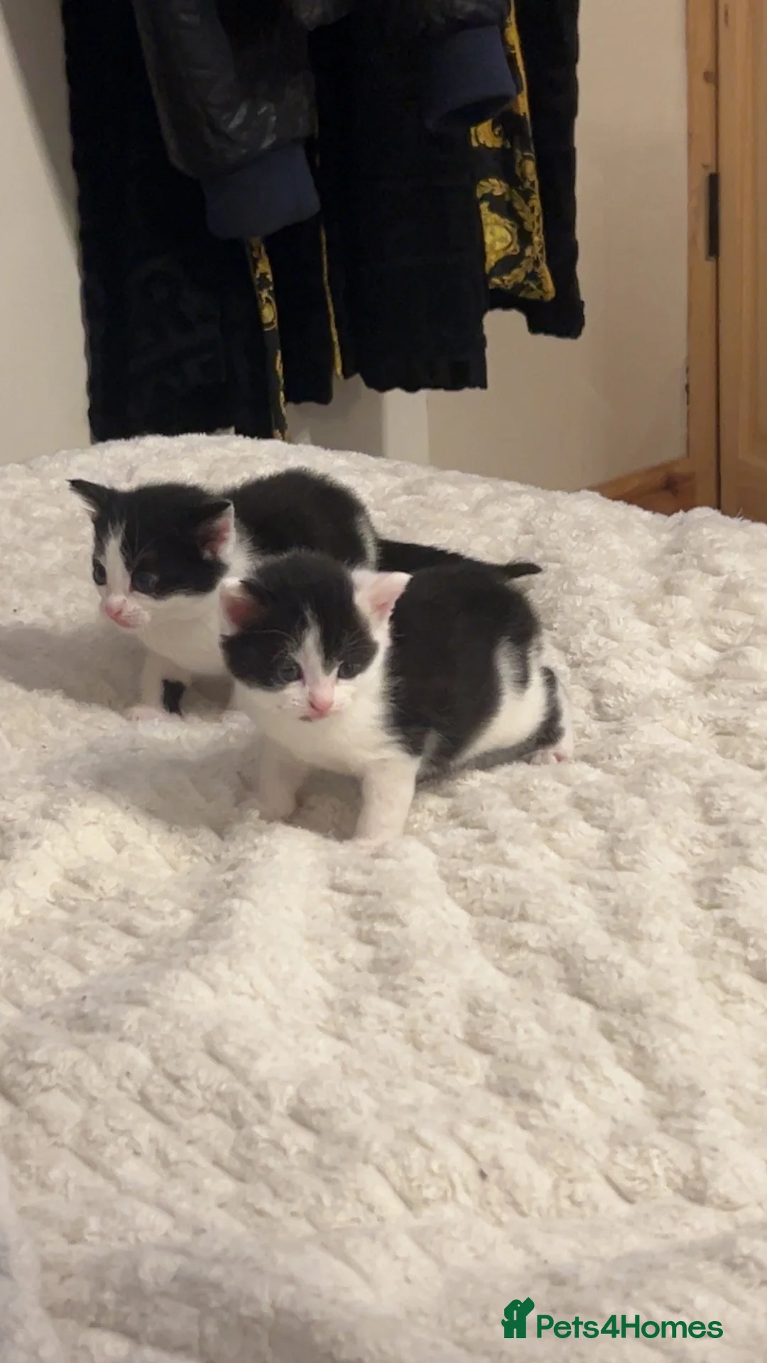 Mixed Breed cats for sale: 2 beautiful female kittens.  - Advert 6
