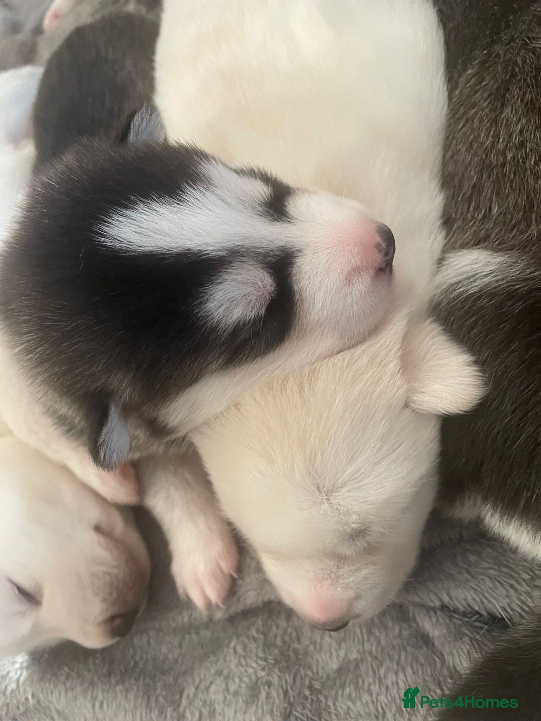 Siberian Husky dogs for sale: Gorgeous Husky puppies - Image 11