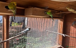 Budgerigars birds for sale: Budgiesfor sale - Image 2