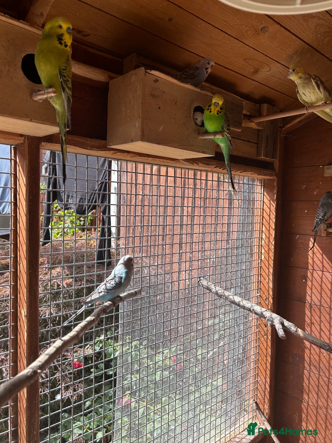 Budgerigars birds for sale: Budgiesfor sale - Image 2