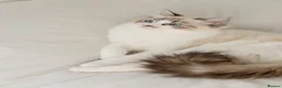 Ragdoll cats for sale: Ragdoll princess looking for her forever home - Advert 22