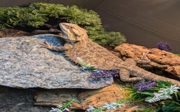 Bearded Dragon reptiles for sale: 11 month old Bearded dragon for rehoming  - Image 1