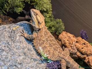 Bearded Dragon reptiles for sale - Advert 1