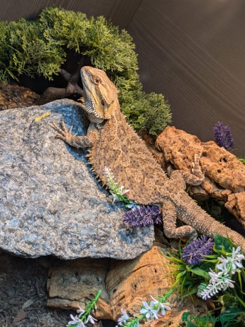 Bearded Dragon reptiles - Advert 1