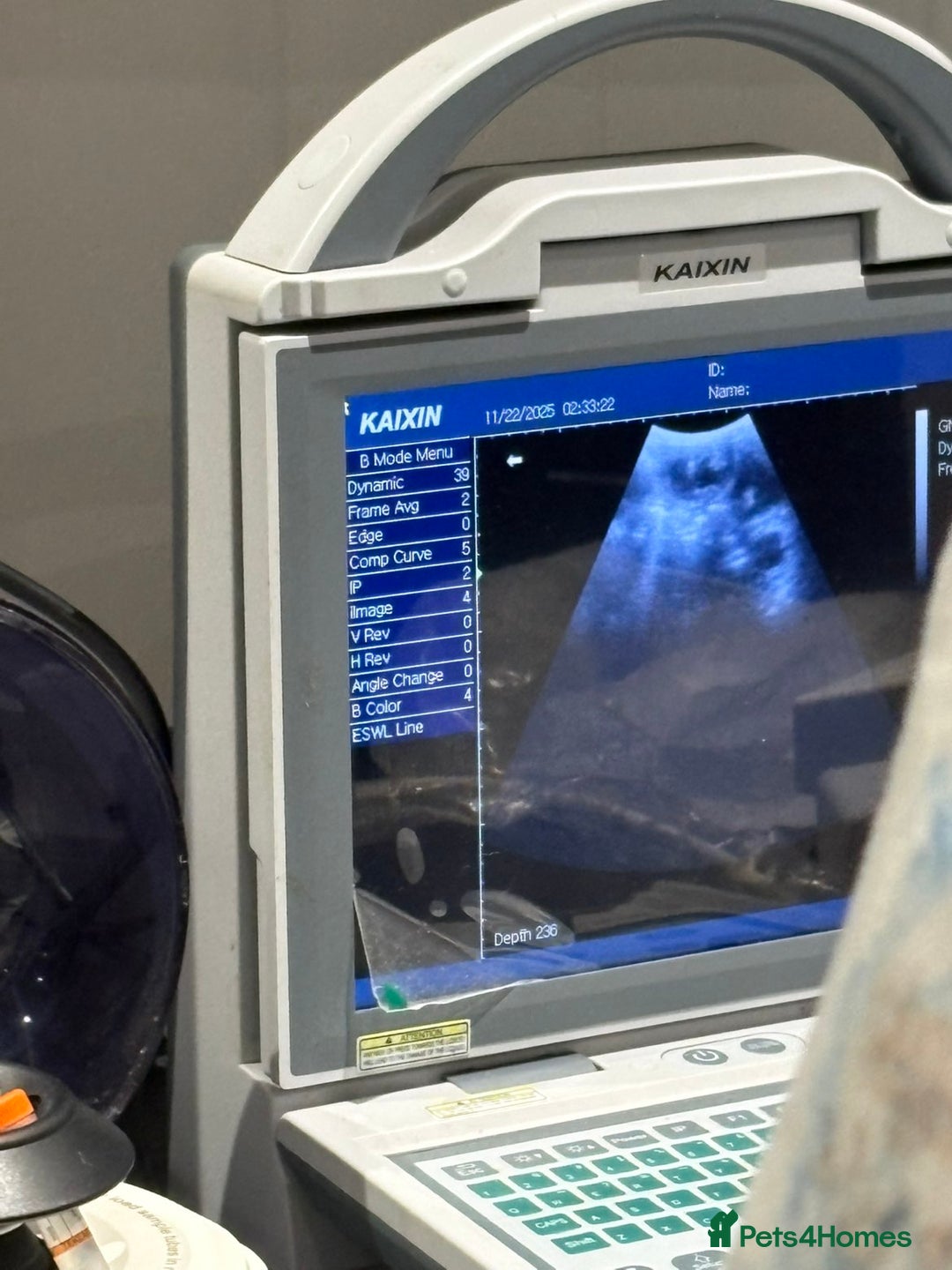 Staffordshire Bull Terrier dogs for sale: Confirmation of pregnancy  - Advert 3