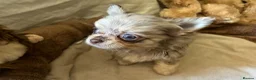 Chihuahua dogs for sale: Chihuahua puppies with blue and green eyes 2 m & 2 - Advert 13