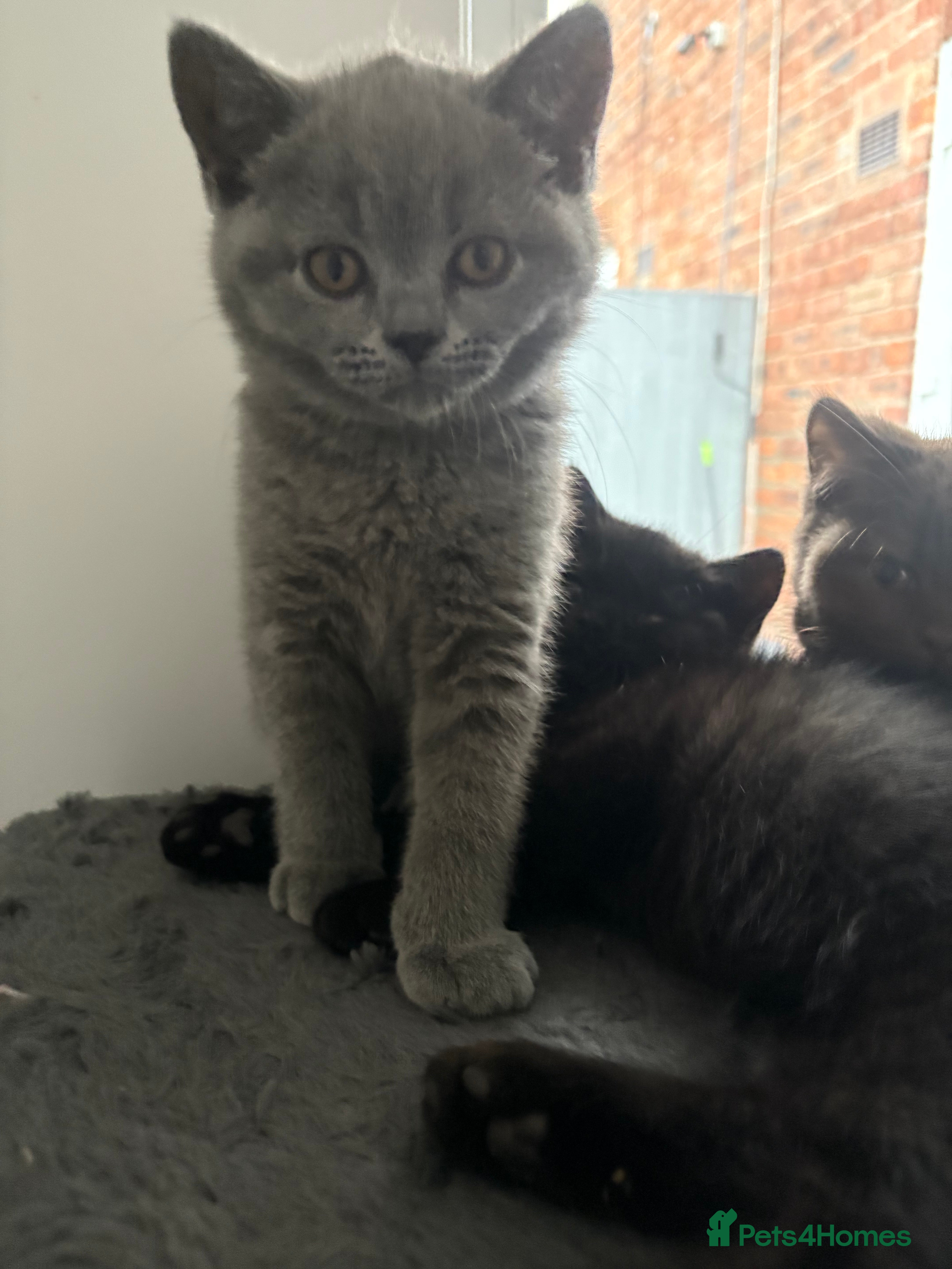British Shorthair cats LAST ONE BLUE GIRL READY NOW🫶 REGISTERED😻  - Advert 1