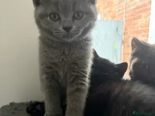 British Shorthair cats LAST ONE BLUE GIRL READY NOW🫶 REGISTERED😻 - Advert 1