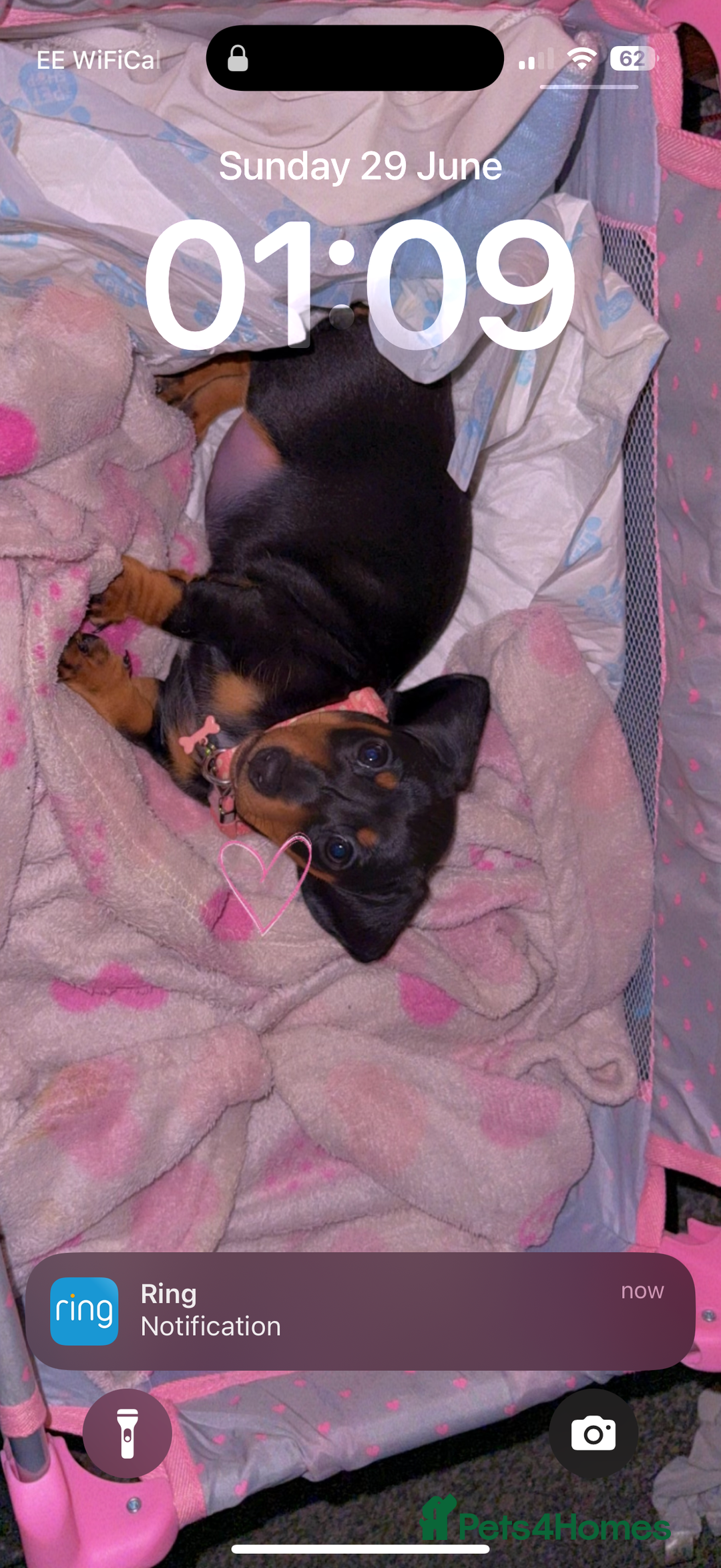 Dachshund dogs for sale: 2 dachshund needing a forever home   - Image 6