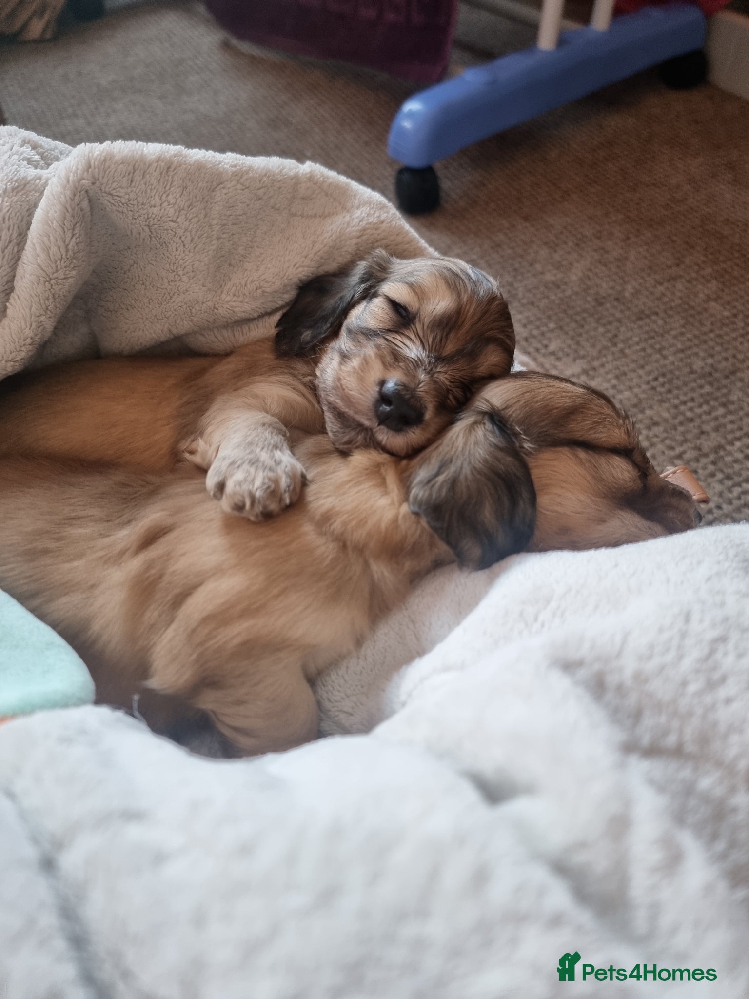 Dachshund dogs Kc long haired mini cream dashounds boys - Advert 3