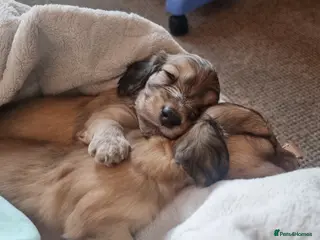 Dachshund dogs Kc long haired mini cream dashounds boys - Advert 3