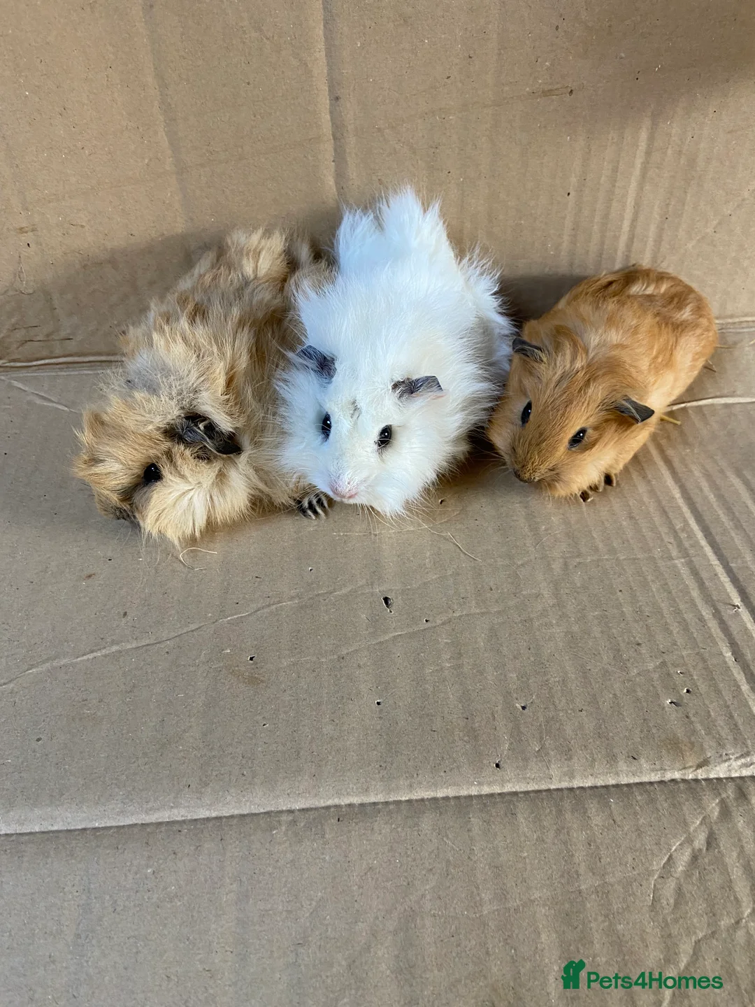 Guinea Pig rodents for sale: Baby Female Guinea Pigs For Sale - Advert 2