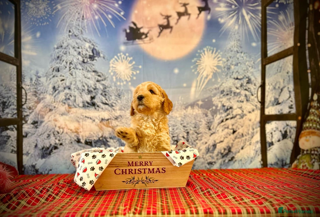 Mixed Breed dogs for sale: Beautiful miniature labradoodle puppies  - Image 11