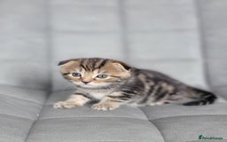 Scottish Fold cats for sale: Healthy and beautiful Scottish fold kittens - Image 11