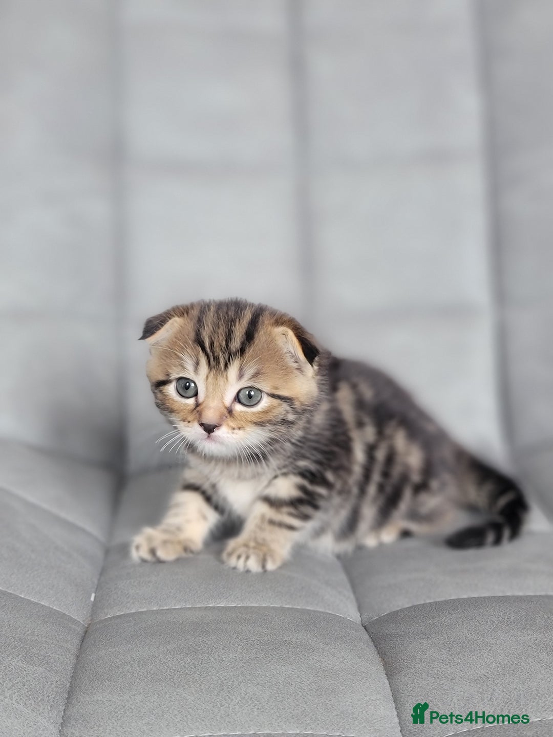 Scottish Fold cats for sale: Healthy and beautiful Scottish fold kittens - Image 11