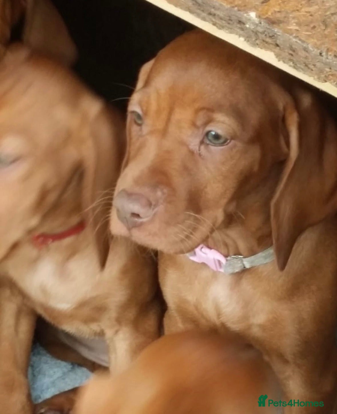 Hungarian Vizsla dogs for sale: Beautiful Smooth haired Hungarian Vizslas  - Advert 4