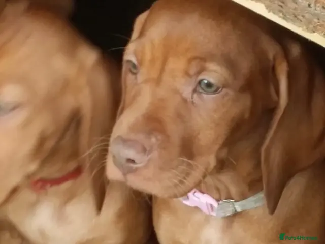Hungarian Vizsla dogs for sale: Beautiful Smooth haired Hungarian Vizslas - Advert 4
