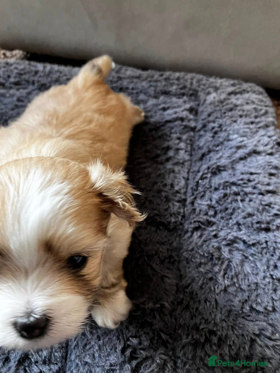 Mixed Breed dogs for sale: Pomeranian Puppies - £1,500 each - Image 8