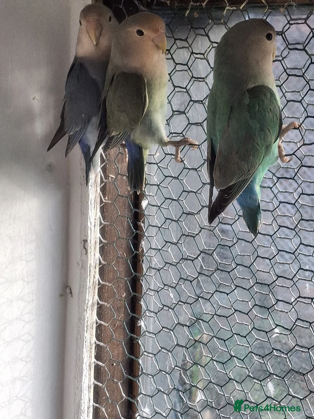 Lovebirds birds for sale: Love birds - Advert 2