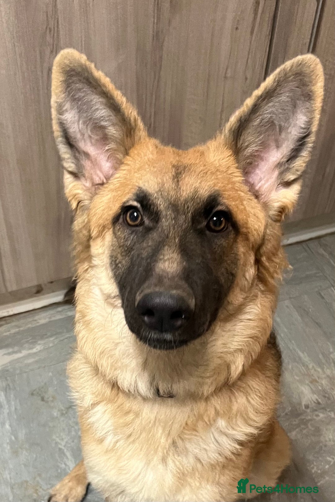 German Shepherd dogs for sale: Beautiful straight backed German shepherd  - Advert 1