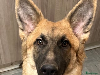 German Shepherd dogs Beautiful straight backed German shepherd - Advert 1