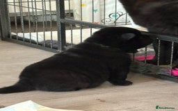 Chow Chow dogs for sale: Quality chow chow pups - Image 23