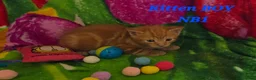 American Shorthair cats for sale: 5 Kittens in Barking - Advert 2