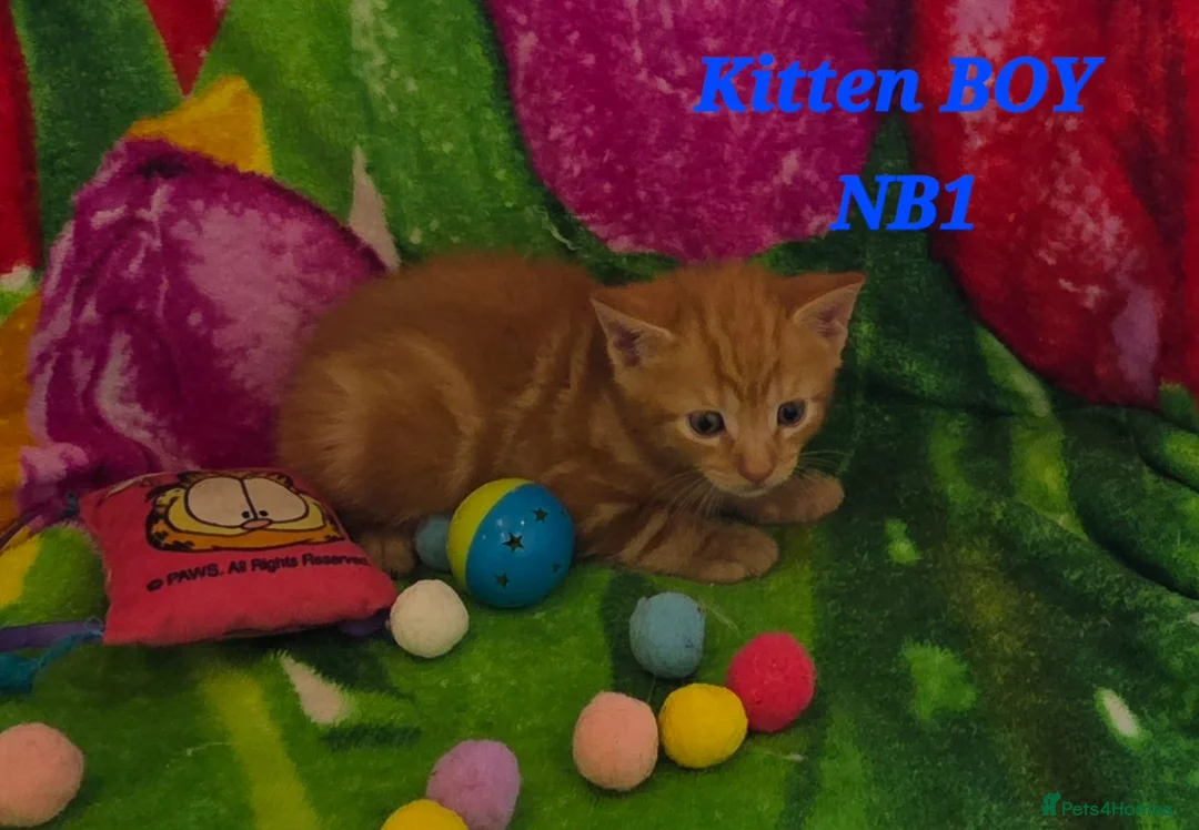 American Shorthair cats for sale: 5 Kittens in Barking - Advert 2