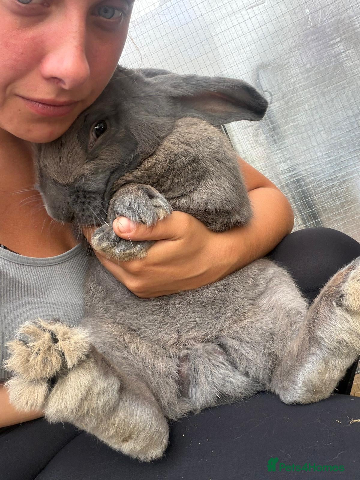 Continental Giant rabbits Male blue pure continental giant - Advert 1