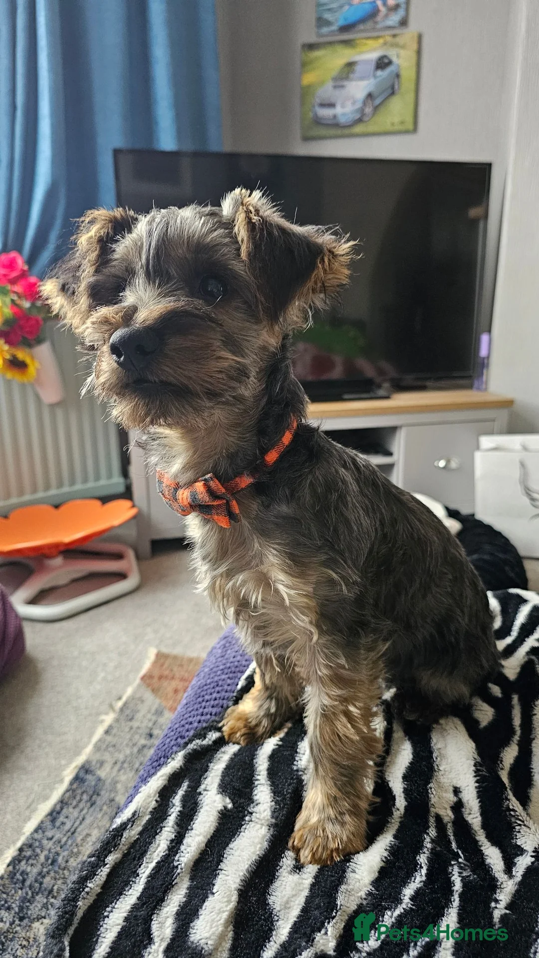 Yorkiepoo dogs for sale: Older Pup - Cheeky Chap in Barrow-in-Furness - Advert 6