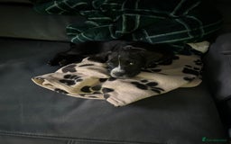 Mixed Breed dogs for sale: Skye  - Image 4