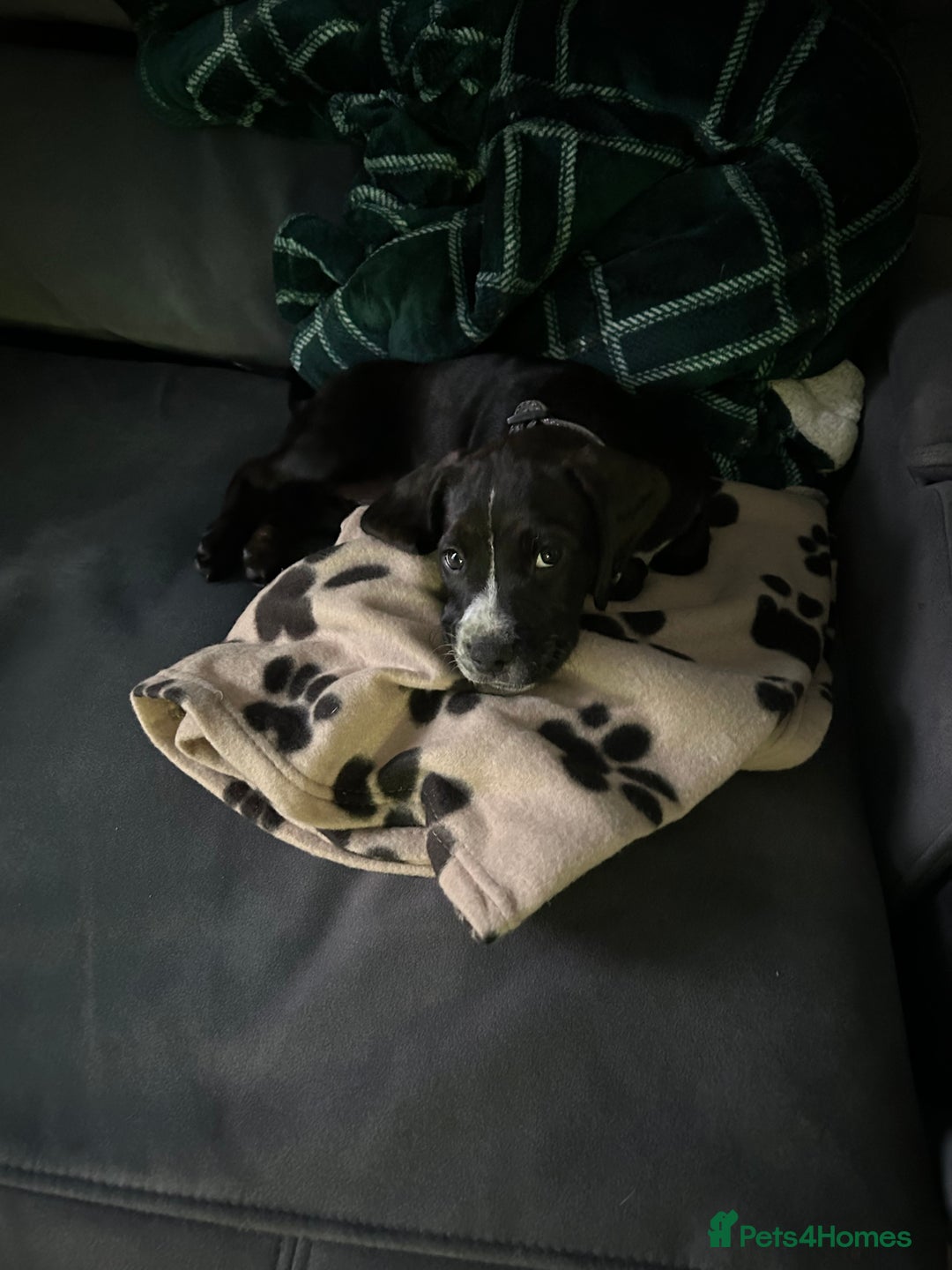 Mixed Breed dogs for sale: Skye  - Image 4