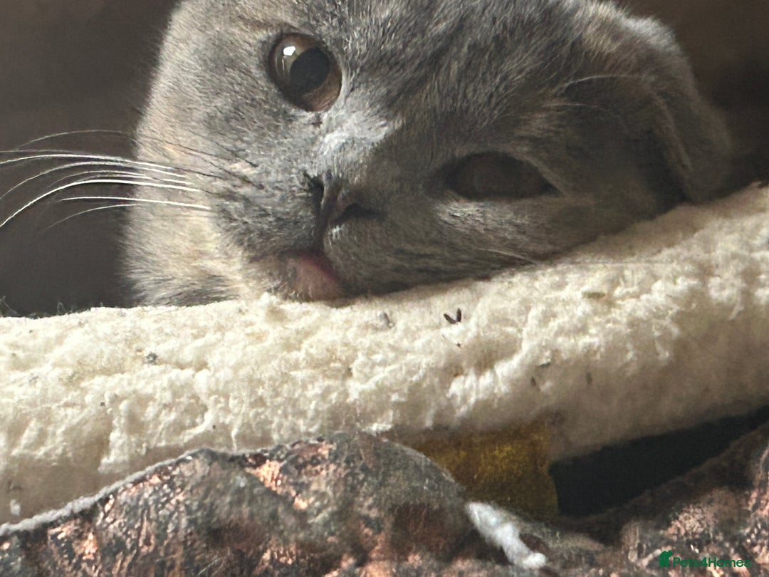 Scottish Fold cats for sale: 🌸🌸 Scottish Fold 7months Female 🌸🌸 - Advert 2
