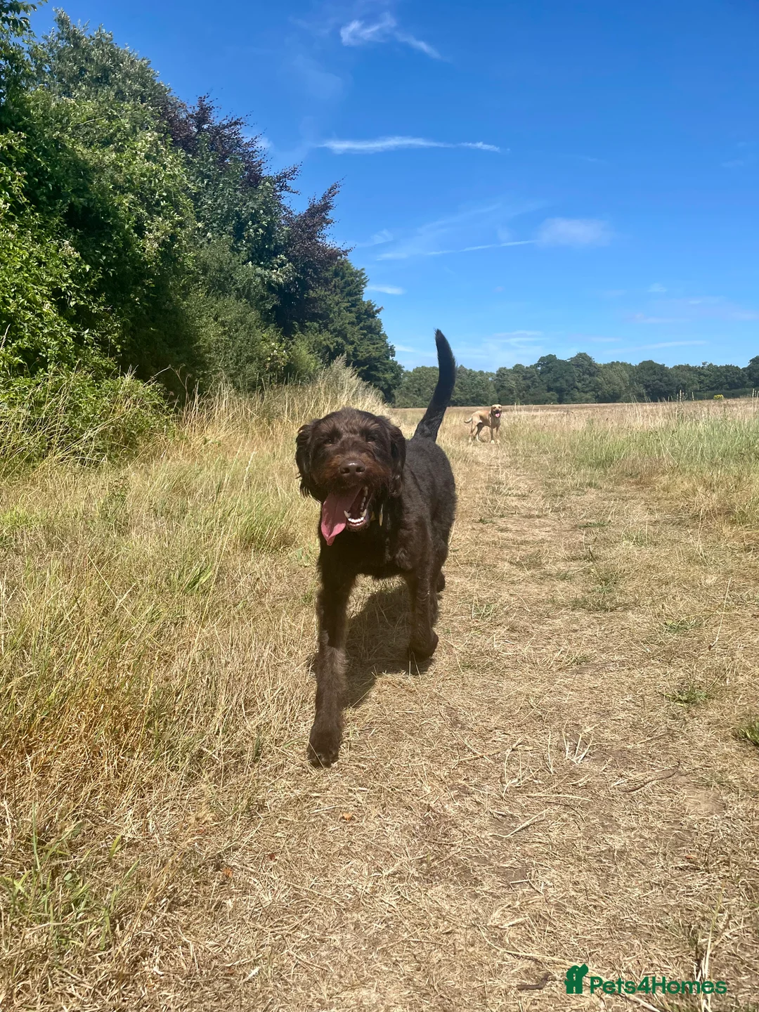 Labradoodle dogs for stud: F1 Labradoodle Stud - Proven in Maidstone - Advert 7